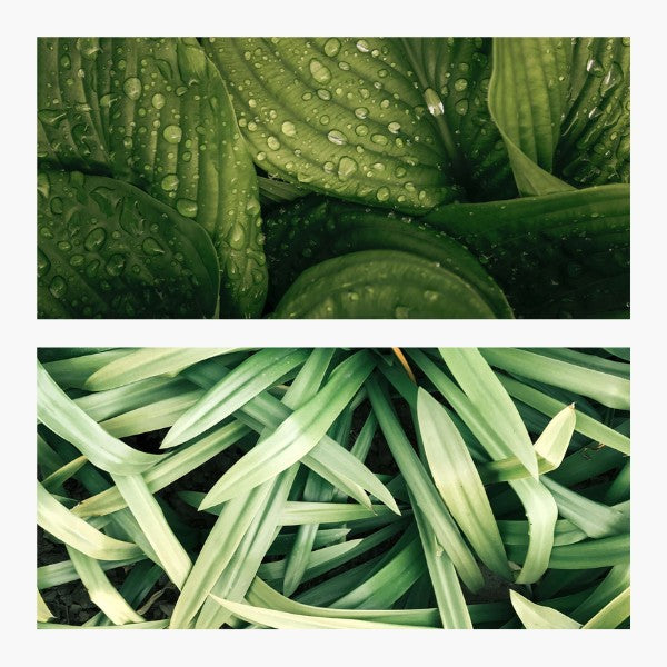 Duftkerze  grüner Tee Zitronengras