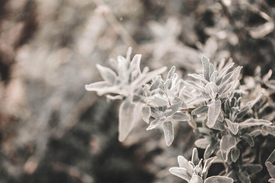 Duftkerze Wildkräuter